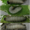 carch alceae larva5 volg12